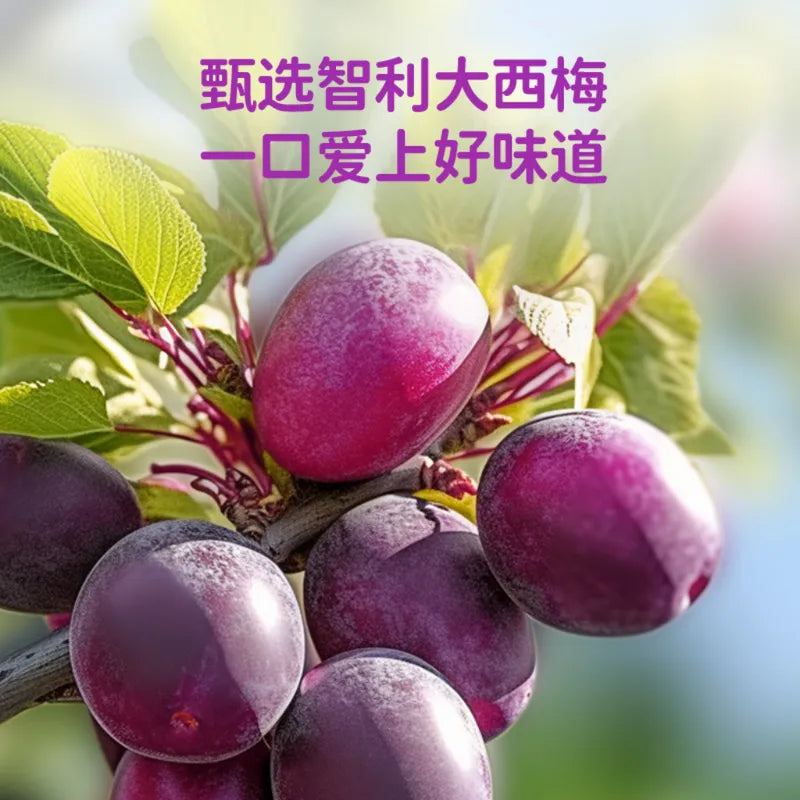 西梅多多发酵酸奶饮品（三联） NEWWA Prune Fermented Yogurt Drink – product photo 7